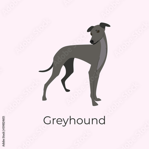 Obraz na plátně Italian Greyhound