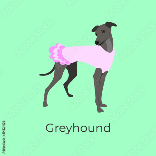 Fotografie Italian greyhound in a cute summer dress