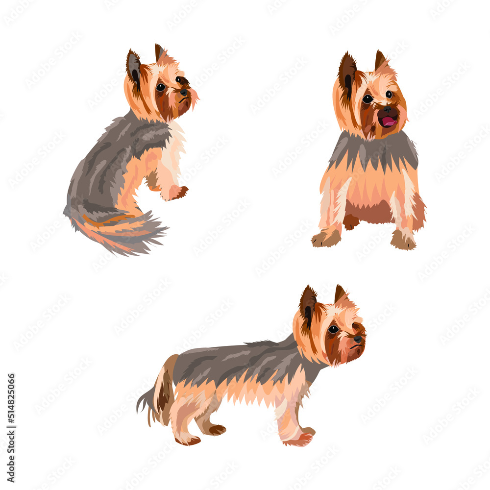 Dog Yorkshire Terrier. Vector illustration in different poses of a ...