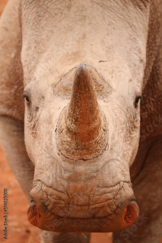 White Rhinoceros, game farm, South Africa