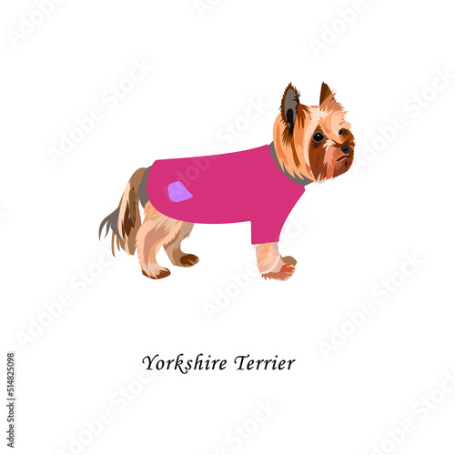 Yorkshire terrier in a t-shirt. Vector illustration of a pet. Popular mini dog breed. Isolated white background. Clothes for animals.