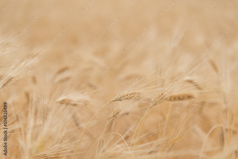 A field of rye. Background. Nature. Summer harvest. Stock Photo | Adobe