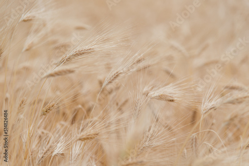 A field of rye. Background. Nature. Summer harvest.