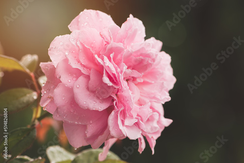 Beautiful pink rose flower with rain drops  Rose blossom petals with water droplets in wet garden  Natural background in rainy season  freshness  relaxation  flowers queen of love  valentine symbol.