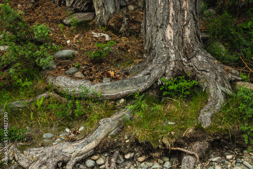 Exposed tree roots close-up. Old tree.