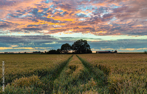 A path in a wheatfield leads to a row of trees under clouds colored during sunset