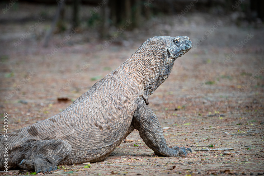 Komodo dragon Komodo dragon