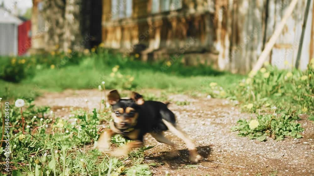 An evil small dog runs back and forth and barks towards the camera. Shooting in slow motion An evil small dog runs back and forth and barks towards the camera. Shooting in slow motion