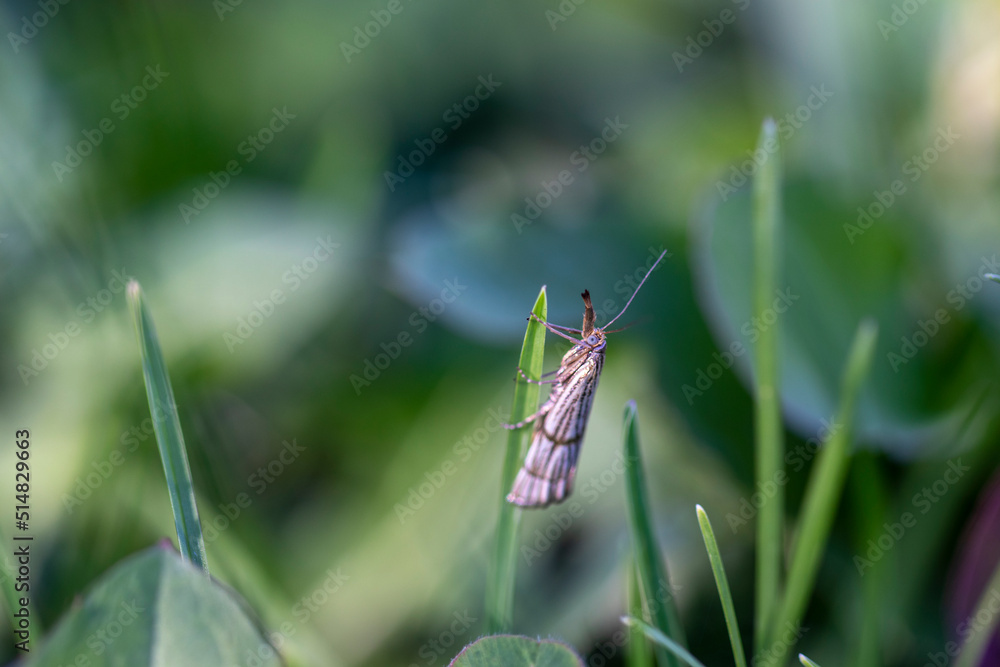 grasshopper on a blade of grass grasshopper on a blade of grass