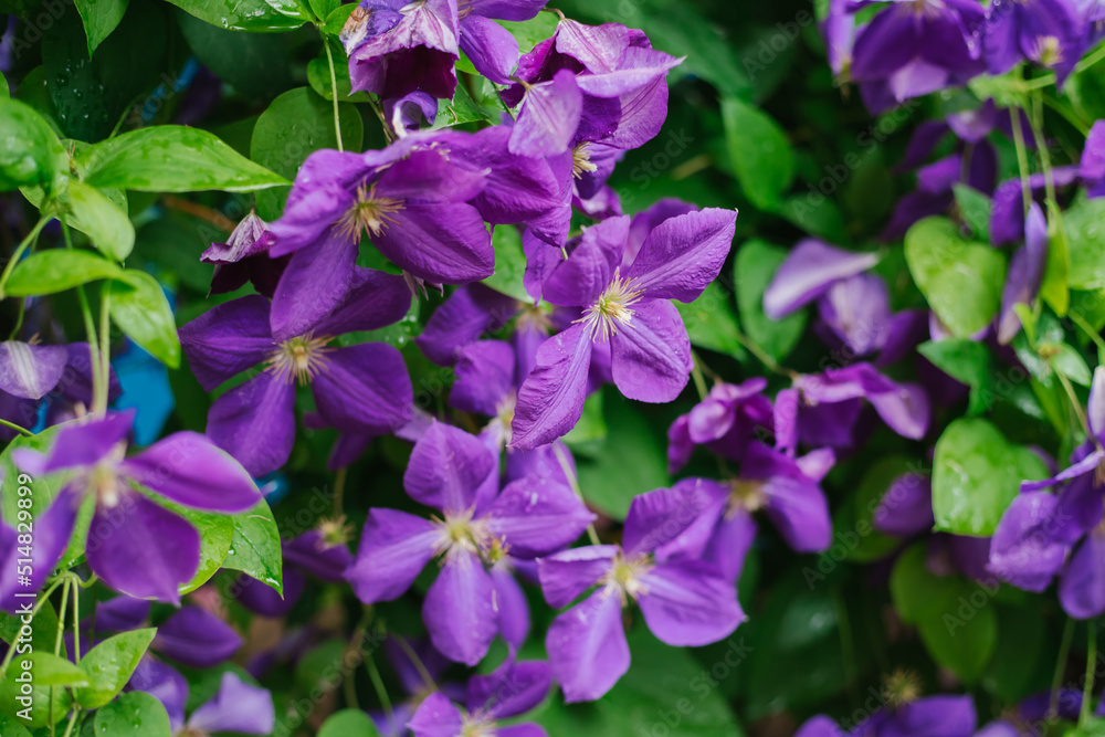 Blooming clematis flowers on a background of green foliage. Summer season, June. Natural background. Weaving plants. A hedge.