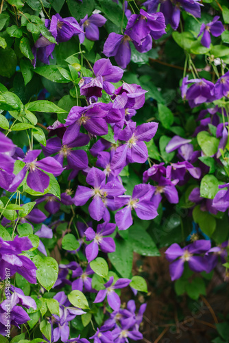 Blooming clematis flowers on a background of green foliage. Summer season, June. Natural background. Weaving plants. A hedge.