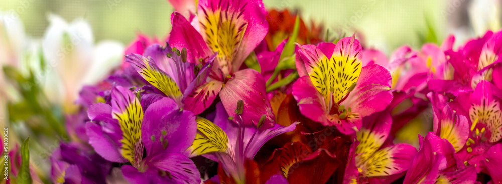 a large bouquet of multi-coloured alstroemerias a large bouquet of multi-coloured alstroemerias