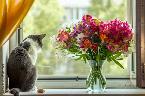 a cat sits on the windowsill and looks out the window near the big bouquet of alstroemerias photo