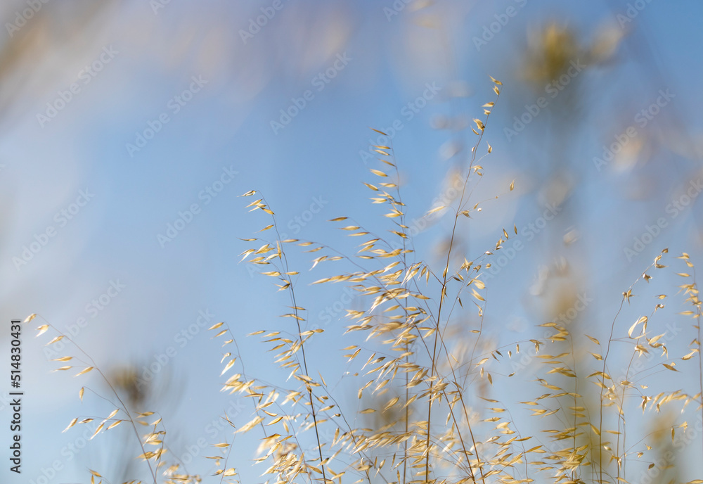 wheat field against sky