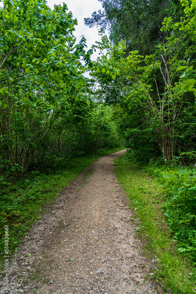 A path with small stones in the woods between the trees.