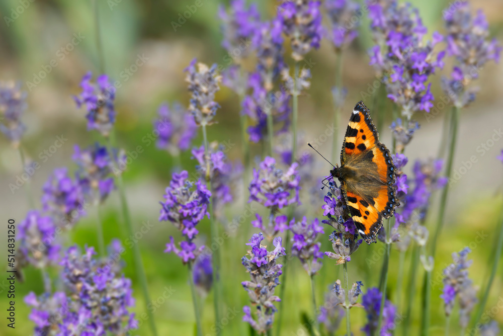Small tortoiseshell butterfly (Aglais urticae) perched on lavender plant in Zurich, Switzerland Small tortoiseshell butterfly (Aglais urticae) perched on lavender plant in Zurich, Switzerland