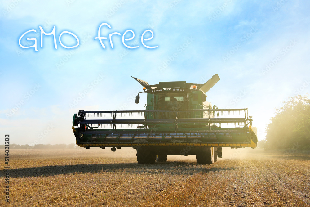 Fototapeta premium Concept of GMO free harvest. Modern combine harvester in field
