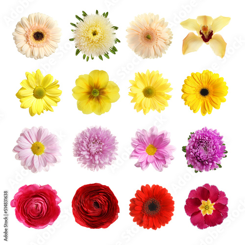 Set with different beautiful flowers on white background © New Africa