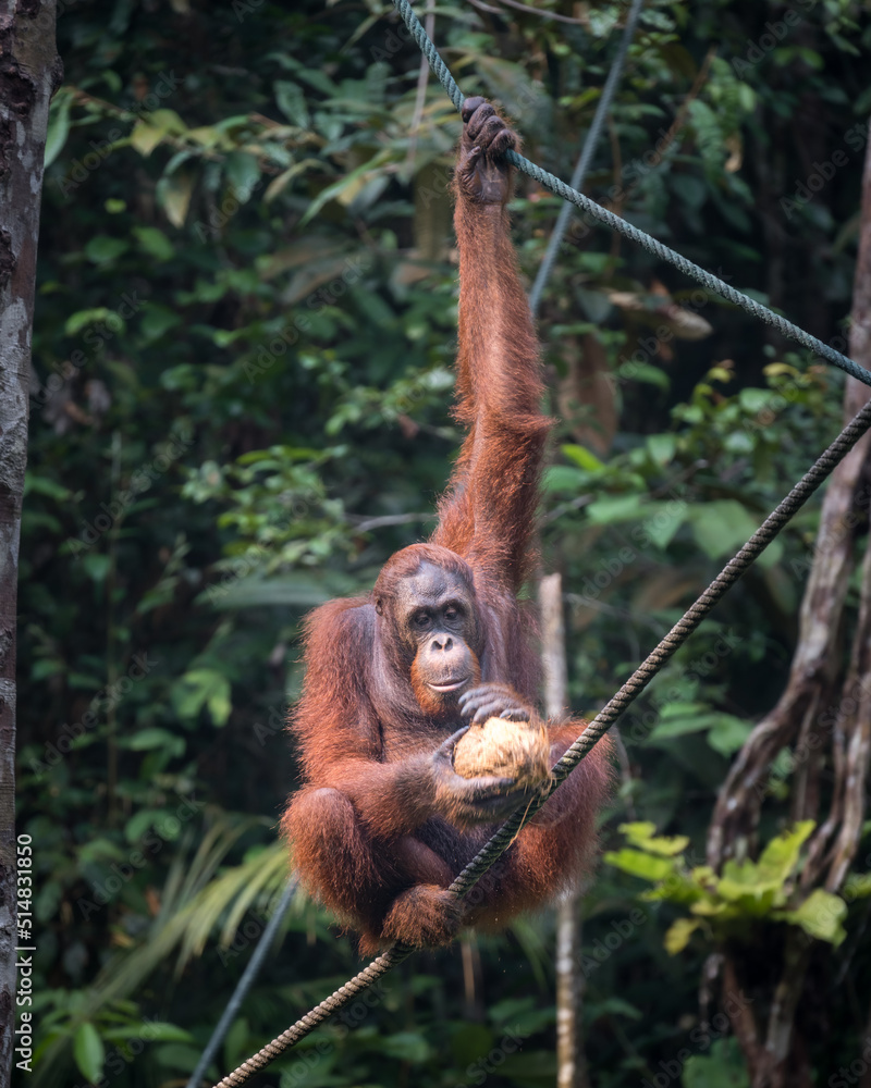 Naklejka premium Orang Utan