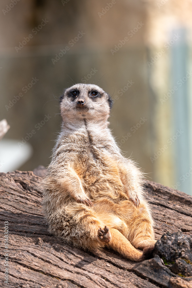 Portrait of a meerkat (suricata suricatta) sitting on a log Portrait of a meerkat (suricata suricatta) sitting on a log