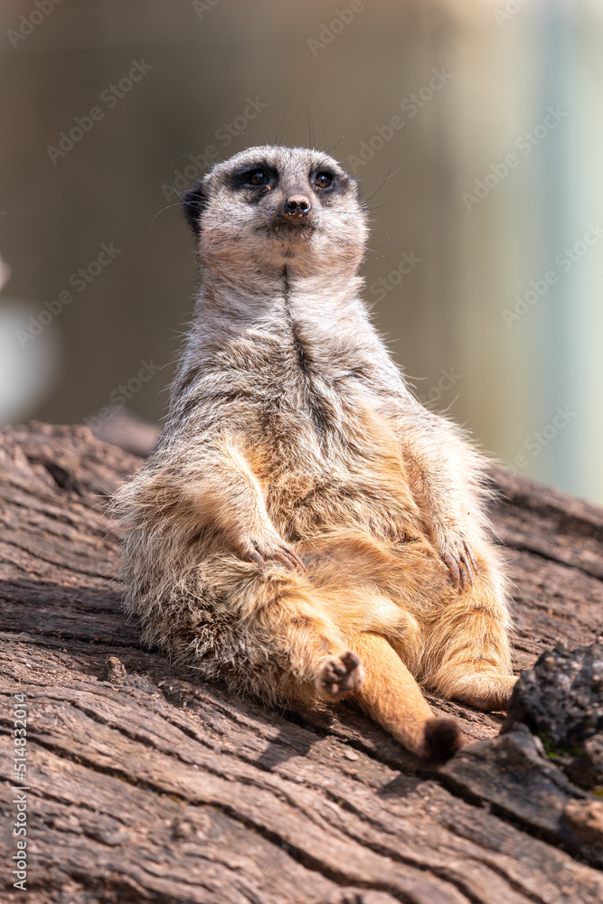 Fototapeta premium Portrait of a meerkat (suricata suricatta) sitting on a log
