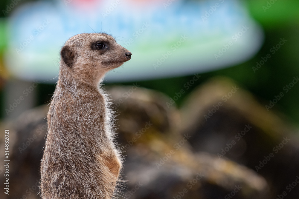 Fototapeta premium Portrait of a meerkat (suricata suricatta) standing up