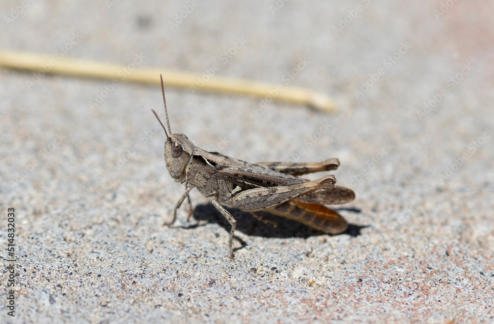 close-up portrait of cute grasshopper. macro.