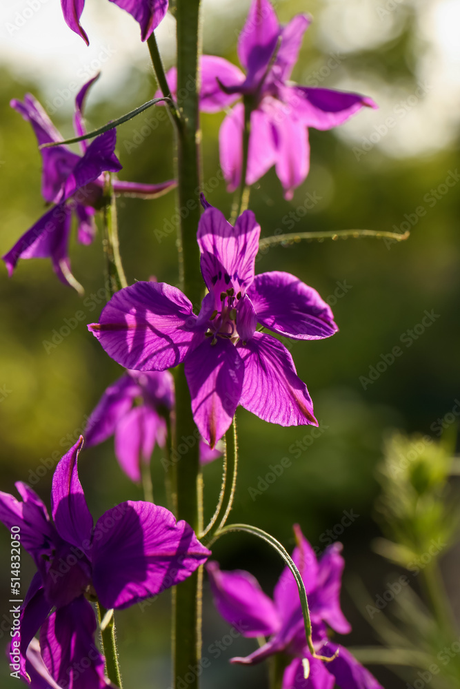 Beautiful blooming forking larkspur with purple flowers in garden on sunny day, closeup