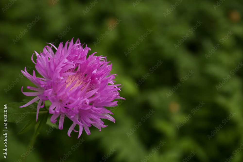 Beautiful blooming purple cornflower on blurred background, closeup. Space for text Beautiful blooming purple cornflower on blurred background, closeup. Space for text