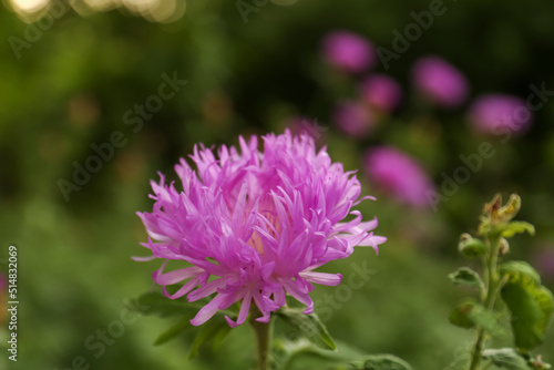Beautiful blooming purple cornflower on blurred background, closeup
