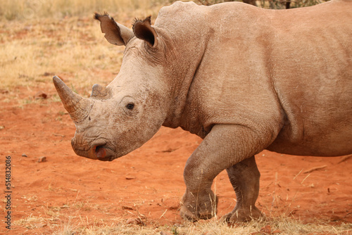 White Rhinoceros, game farm, South Africa © Kim