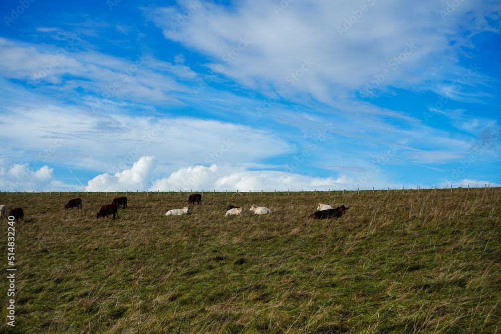Sheep grazing in a grass field with blue sky background 