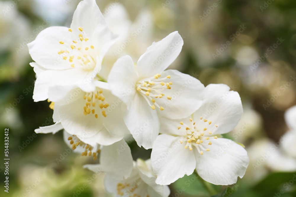 Beautiful blooming white jasmine shrub outdoors, closeup