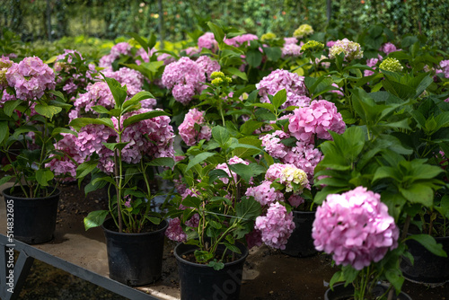 Pink Hydrangea macrophylla  commonly referred to as bigleaf hydrangea  is one of the most popular landscape shrubs owing to its large mophead flowers.