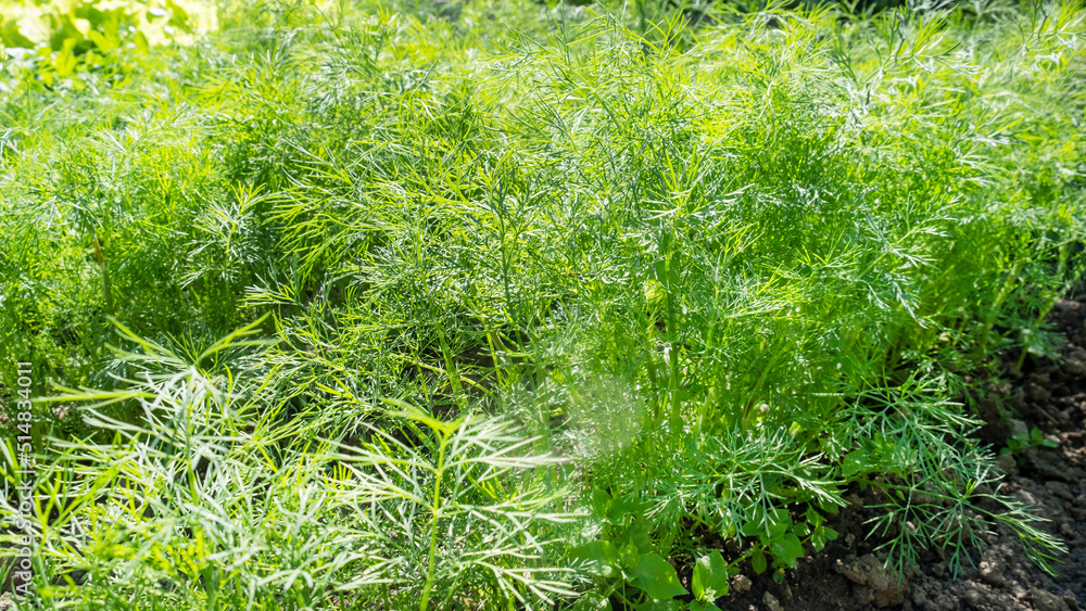 Dill greens grow in the garden Dill greens grow in the garden