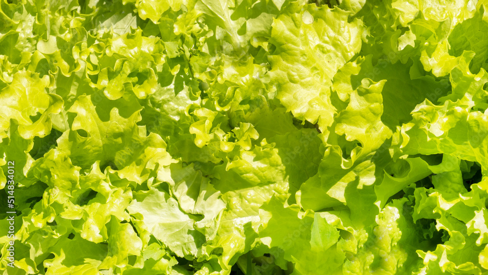 Fototapeta premium Fresh lettuce. Lettuce background. Top view