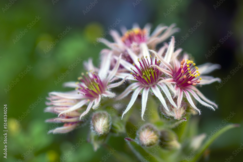 resembling a pacific plant flower,
wildflower macro, close-up.
resembling a pacific plant flower,
wildflower macro, close-up.