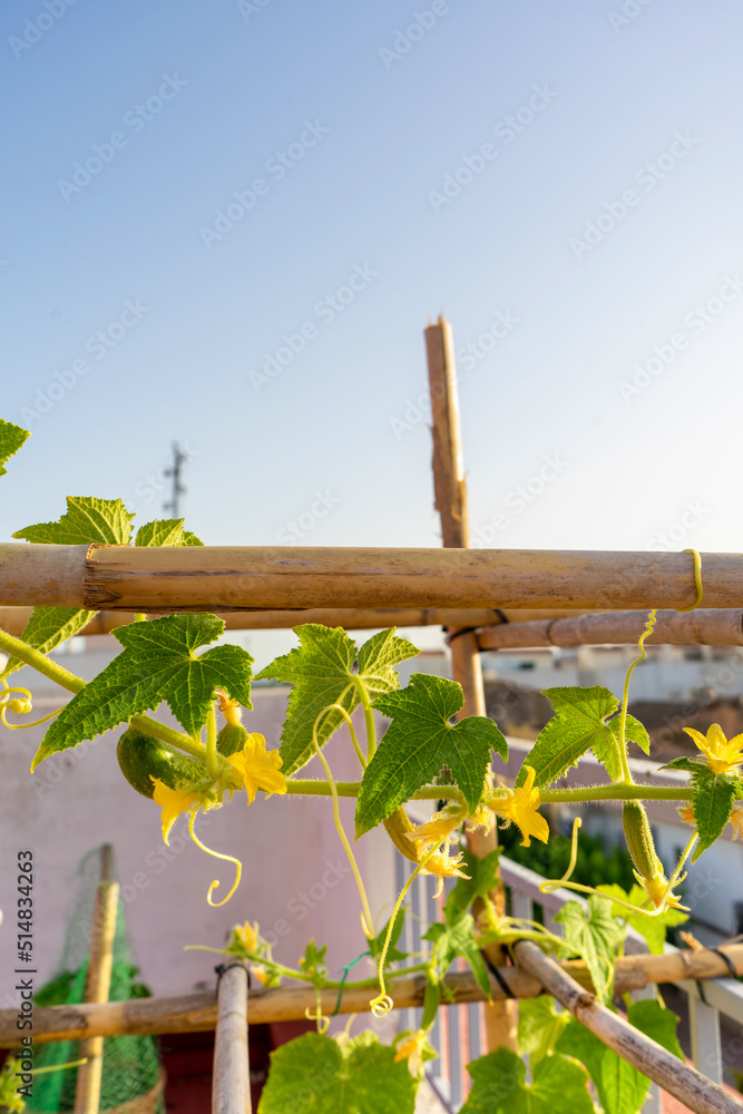 Obraz premium Small cucumber plant with yellow flower in garden bed. Flowering cucumbers in biological raised-bed garden