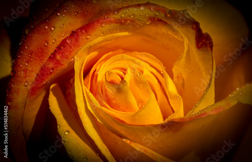 A beautiful orange color rose covered with many crystal rain drops