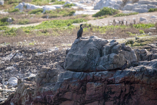 Dyer Island in the famous shark alley of Gansbaai in South Africa is an ideal place to observe marine animals, especially penguins, seals and white sharks. photo