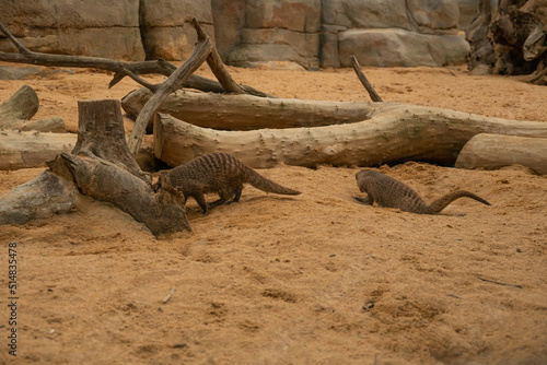 Against the background of sand and wooden snags two banded mongoose.