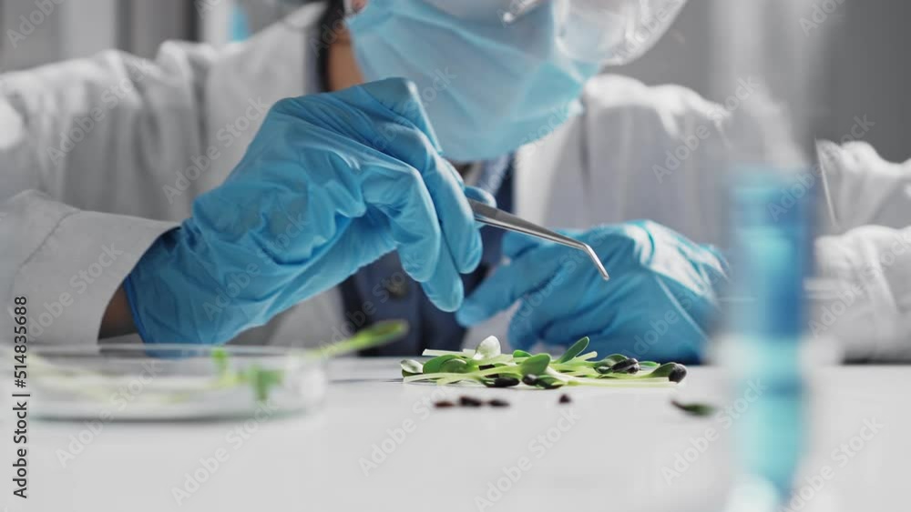 Green plants female hand moves over in scientific laboratory. In foreground is tube, test tube with liquid and petri dish. Biotechnology concept. Young female agronomist doing plant function research
Green plants female hand moves over in scientific laboratory. In foreground is tube, test tube with liquid and petri dish. Biotechnology concept. Young female agronomist doing plant function research