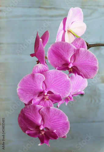 Purple-pink orchid Phalaenopsis big lip on a pale blue background, macro photography, selective focus, vertical orientation with space for an inscription