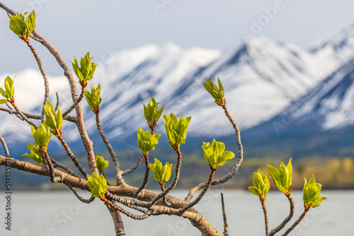 Willow tree in spring time with small buds emerging with blurred mountain background and lake.