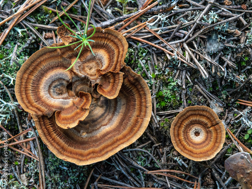 top shot of a trametes versicolor or turkey tail mushroom on a forest ground