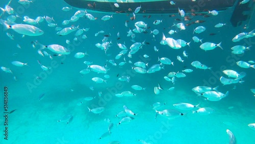 School of saddled seabream (Oblada melanura), also called the saddle bream or oblade below a small boat photo