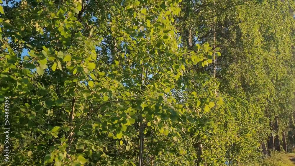 tree leaves sway in the wind tree leaves sway in the wind