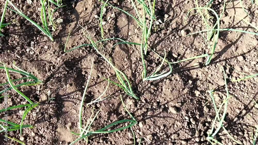 Green onions grow in the garden on the farm. Young green onion leaves Green onions grow in the garden on the farm. Young green onion leaves