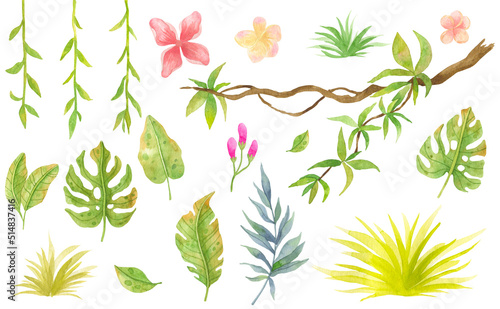 Watercolor collection of jungle plants - liana, leaves, grass and flowers. Watercolor illustration of tropical plants. © Natasha