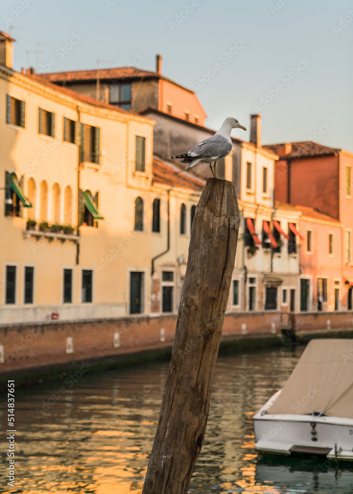 seagull on wooden pole by a canal in Venice, Italy and buildings on background